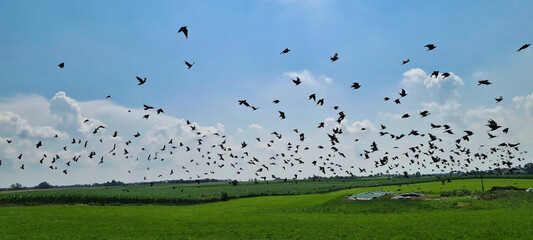 Flying flock of birds on the blue sky and green field