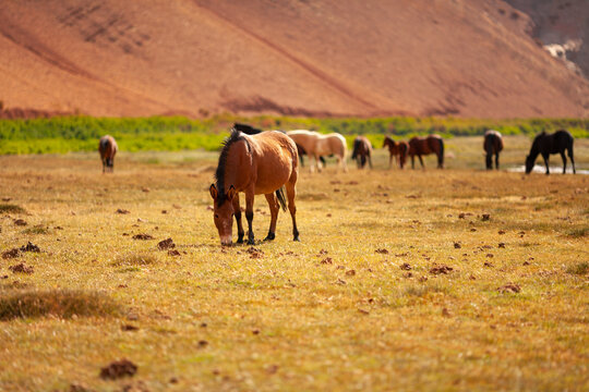 Wild horses grazing at Quebrada Paredones, Tierra Amarilla, Chile