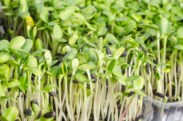Close-up juicy organic sunflower microgreens in transparent trays with selective focus