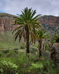 Fototapeta na wymiar View of the palm trees on the mountain background in Caldera de Mandaba