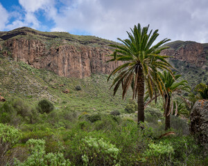 Fototapeta na wymiar View of the palm trees in the background of mountains in Caldera de Mandaba