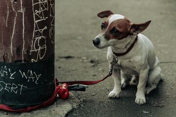 heartbreaking image of abandoned dog left tied to a pole on the street outside