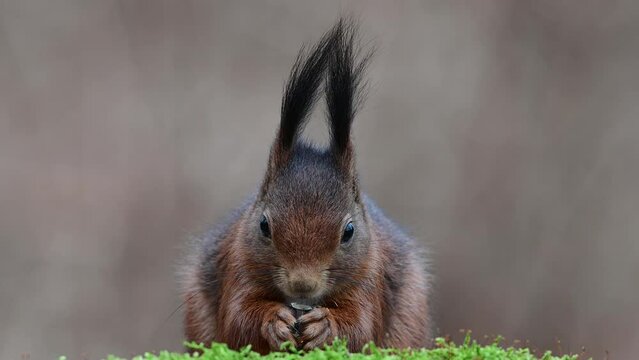 Red squirrel sitting on a dead branch eating sunflower seeds, close up, portrait, european red squirrel, january, north rhine westphalia, (sciurus vulgaris), germany