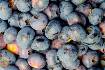 Berry Background. Freshly picked blueberries. Close-up
