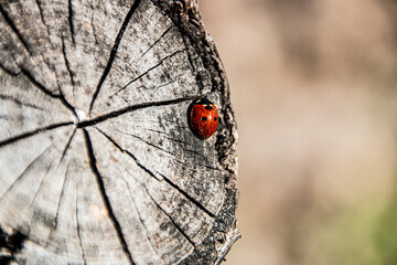 Ladybug on a sawn-off tree branch in close-up macro - obrazy, fototapety, plakaty