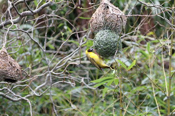 Weaver bird with nest