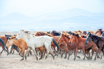 Obraz premium Wild horses (aka Yılkı Atları) are running to freedom. Taken near Hürmetci Village, between Cappadocia and Kayseri, Turkey.