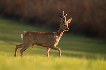 Naklejka na ściany i meble Cute roe-deer on a green spring field