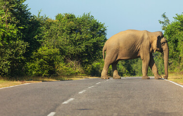 Obraz na płótnie Canvas Elephant on road