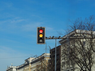 Trafic lights with the birds