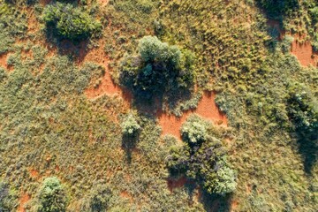 Aerial view of African savannah with scattered trees and grass on red kalahari sand, Southern Africa