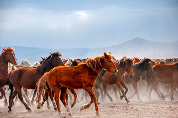 Wild horses (aka Yılkı Atları) are running to freedom. Taken near Hürmetci Village, between...
