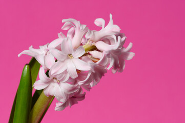 Pink hyacinth flower (Hyacinthus orientalis) on a pink background close-up. First spring flower.