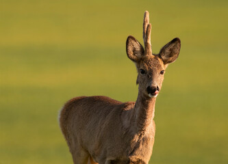 Cute roe-deer on a green spring field