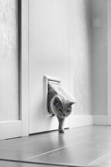 Cat passing through the cat door at home