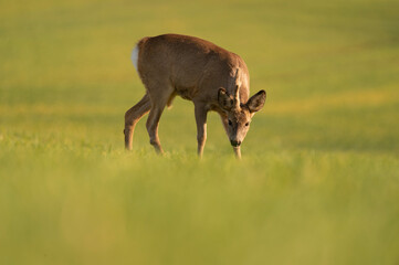 Cute roe-deer on a green spring field