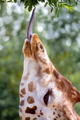 Giraffe eating green leaves