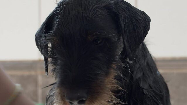 German hunting terrier - Jagdterrier - a hunting dog. Washing, went crazy and drying off the face on the carpet, sunbathing