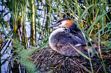 Great crested grebe