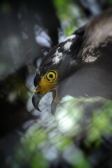 Face of crested serpent eagle (Spilornis cheela) in close-up, at Bandung Zoo