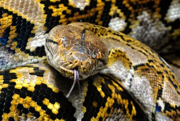 Reticulated phyton type of snake in extreme close-up