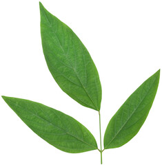 Fototapeta premium Medicinal pigeon pea