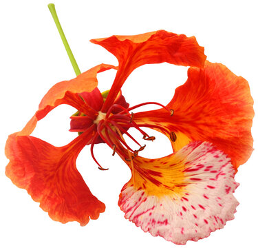 Kolaboti flower of Indian subcontinent