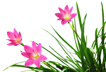 Zephyranthes rosea or Rain lily