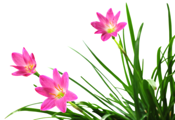 Zephyranthes rosea or Rain lily