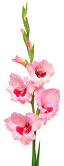 Closeup of pink gladiolus