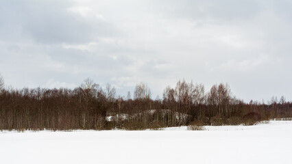 Wild forest at winter snowstorm. Nature landscape background with gloomy sky