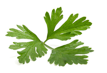 Fragrant greens for decorating dishes, parsley leaf isolated on white background.