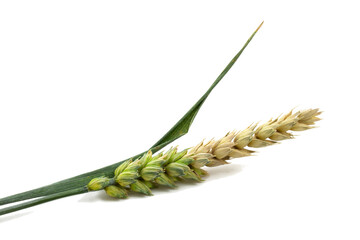 Spikelet of wheat isolated on white background close up. Half ripe ear of grain.