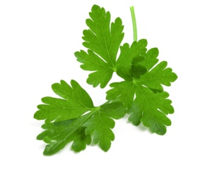 Branch of fresh green parsley isolated on white background.