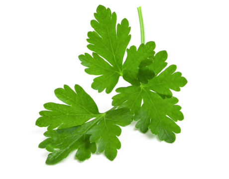 Branch of fresh green parsley isolated on white background.