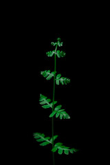 zielony liść paproci rozwijający się na czarnym tle