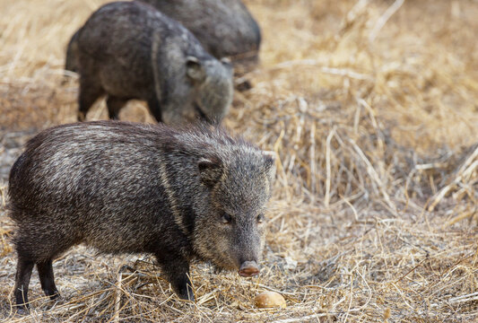 Wild boar