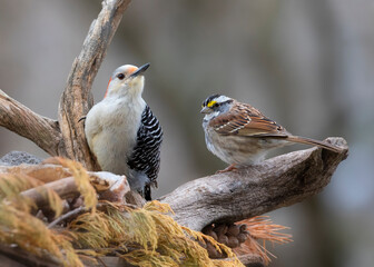 woodpecker and sparrow on perch