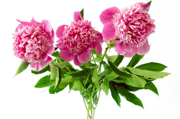 beautiful peony bunch isolated on white background