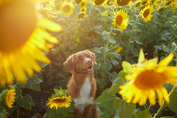 dog in sunflowers. cute nova scotia duck Tolling retriever in a field of flowers. Pet in nature