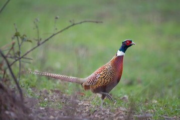 Pheasant in the grass