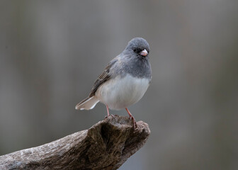 junco songbird