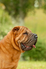 Portrait head of shar pei purebred dog brown color on the grass
