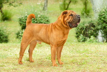 Portrait of shar pei purebred dog brown color standing on the grass