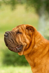 Obraz premium Portrait head of shar pei purebred dog brown color on the grass