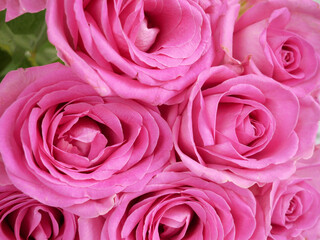 Many beautiful pink roses background, closeup