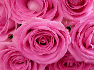 Many beautiful pink roses background, closeup