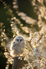 Juvenile Tawny owl (Strix aluco) just out from the nest in a cherry plum (Prunus cerasifera). In spring, cherry plum trees unveil their intensely fragrant flowers and one of the first blossom trees.