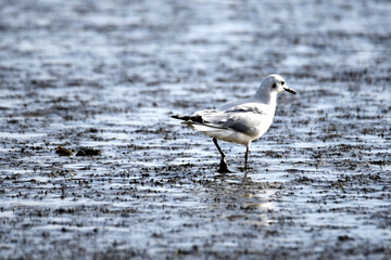 Den Helder, Netherlands. February 2023. Various wading birds looking for food.