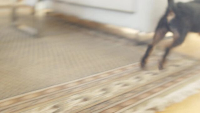 German hunting terrier - Jagdterrier - a hunting dog. Washing, went crazy and drying off the face on the carpet, sunbathing